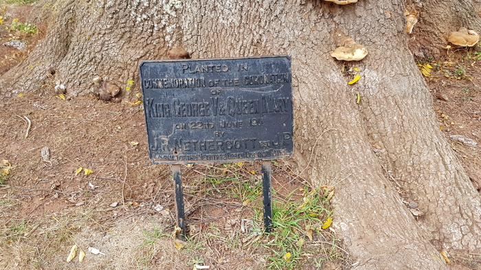 The plaque in Heavitree Pleasure Ground by the King George V coronation oak in 2016